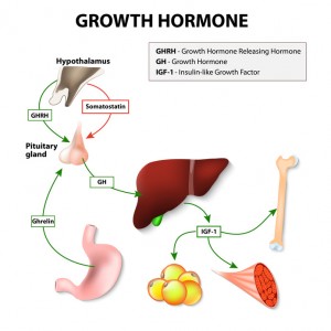 Growth hormone (GH) or somatotropin secreted by the pituitary gland. Growth hormone-releasing hormone (GHRH) stimulates anterior pituitary gland to release GH. The target of Growth hormone:  adipose tissue, liver, bone and muscle